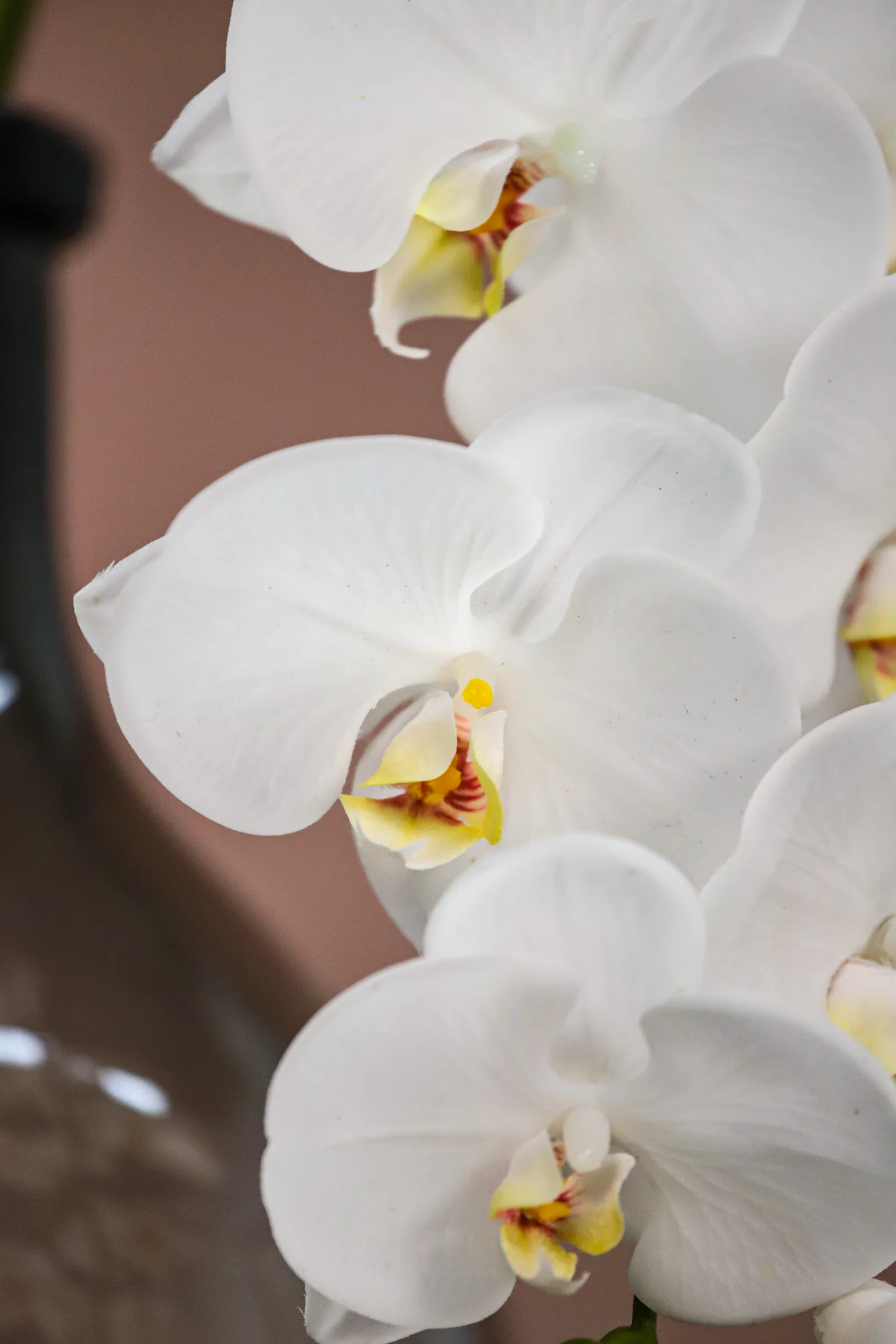 Artificial Phalaenopsis Orchid Flower Wholesale - China Manufacturer