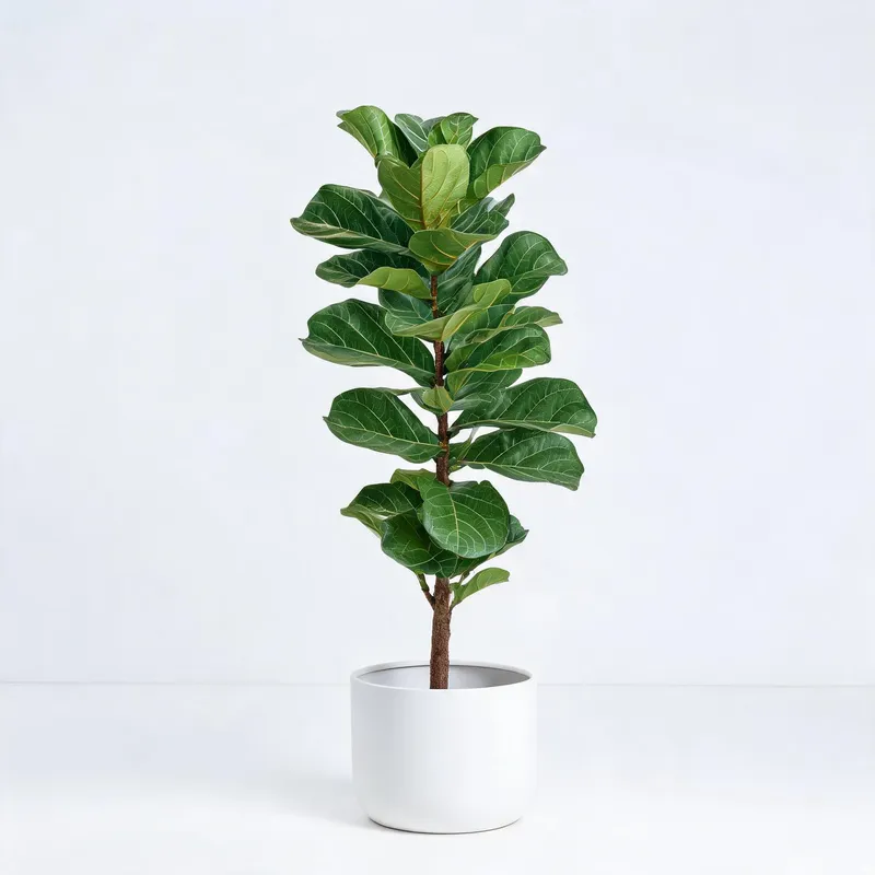 Artificial trees collection - fiddle leaf fig, monstera, olive trees