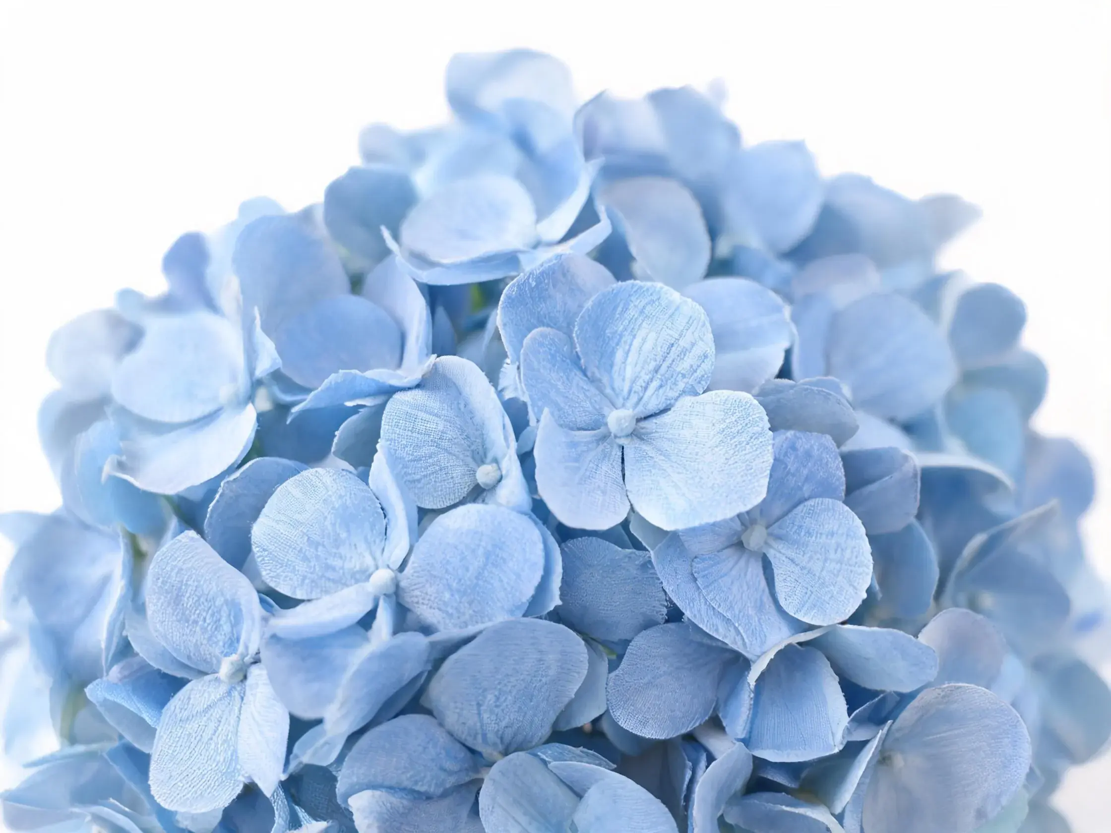 Close-up detail of blue artificial hydrangea petals
