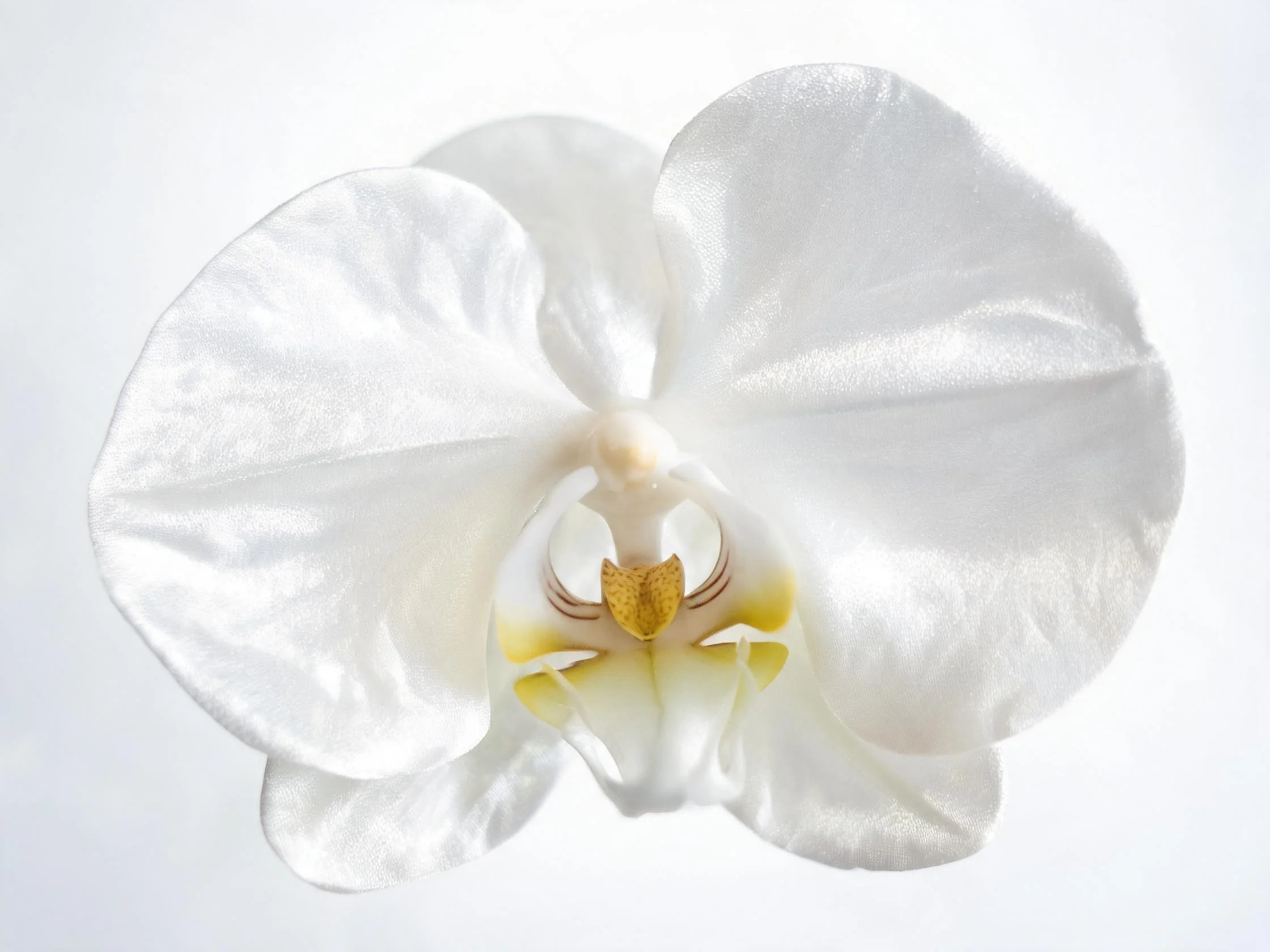 White artificial orchid bloom close-up