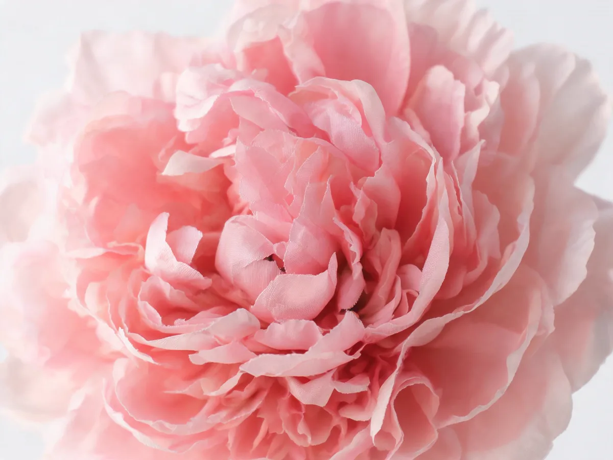 Close-up of artificial peony petal texture