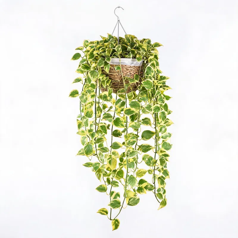 Artificial trailing pothos plant 30 inch hanging basket