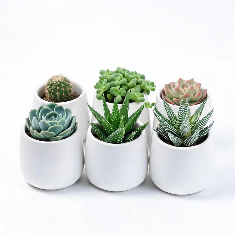 Artificial succulent set